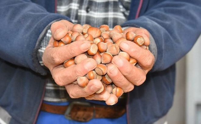 200 bin ton fındık pazara inmedi; üretici fiyatlarda artış bekliyor